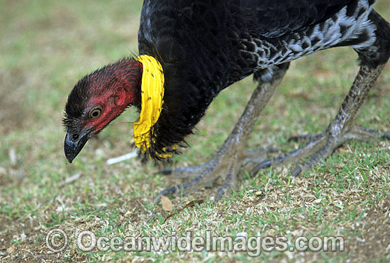 Australian Brush Turkey (Alectura lathami) - breeding male. Lamington National Park, Queensland, Australia Photo - Gary Bell Australian Brush Turkey (Alectura lathami) - breeding male. Lamington National Park, Queensland, Australia Photo - Gary Bell