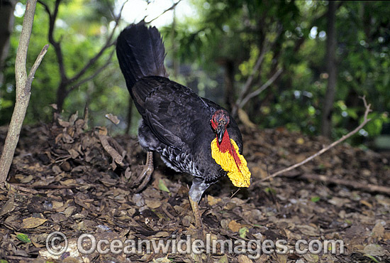 Australian Brush Turkey breeding male photo Australian Brush Turkey breeding male photo