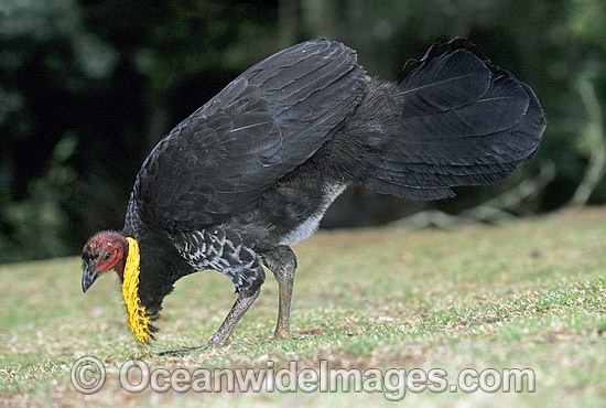 Australian Brush Turkey (Alectura lathami) - breeding male. Lamington National Park, Queensland, Australia Photo - Gary Bell Australian Brush Turkey (Alectura lathami) - breeding male. Lamington National Park, Queensland, Australia Photo - Gary Bell