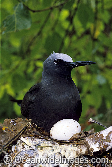 Nesting Black Noddy (Anous tenuirostris) with egg. Heron Island, Great Barrier Reef, Queensland, Australia Photo - Gary Bell Nesting Black Noddy (Anous tenuirostris) with egg. Heron Island, Great Barrier Reef, Queensland, Australia Photo - Gary Bell
