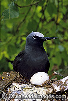 Nesting Black Noddy with egg Photo - Gary Bell