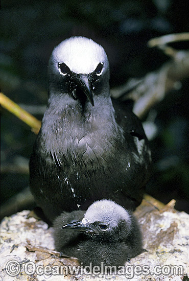 Black Noddy with chick in nest photo