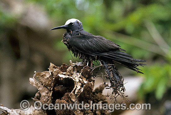 Black Noddy in Pisonia tree photo