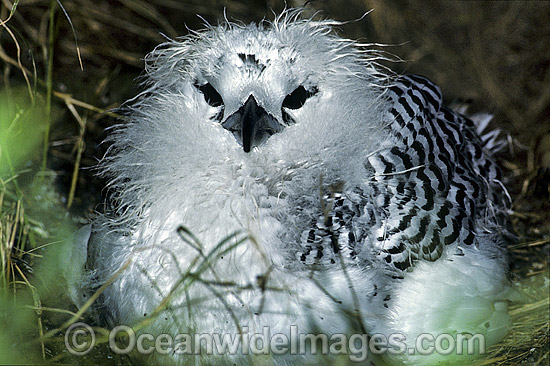 Red-tailed Tropicbird chick photo Red-tailed Tropicbird chick photo