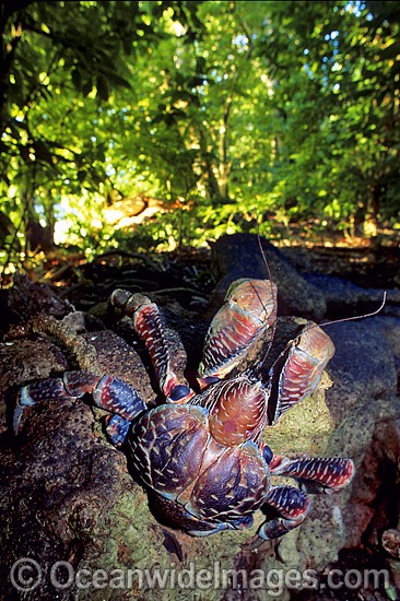 Coconut Crab photo