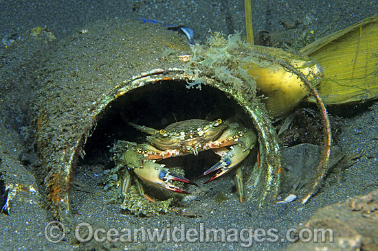 Swimmer Crab sheltering in old paint tin photo