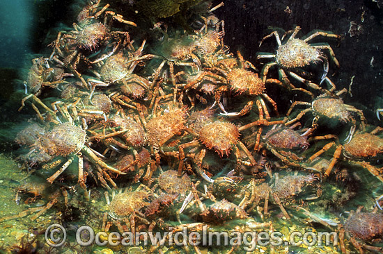 Spider Crabs mating aggregation photo Spider Crabs mating aggregation photo