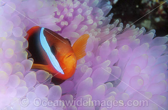 Black Anemonefish (Amphiprion melanopus) amongst anemone tentacles. Great Barrier Reef, Queensland, Australia Photo - Gary Bell Black Anemonefish (Amphiprion melanopus) amongst anemone tentacles. Great Barrier Reef, Queensland, Australia Photo - Gary Bell