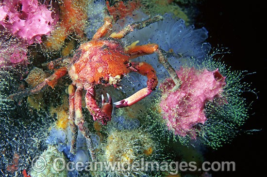 Spider Crab Schizophrys aspera photo