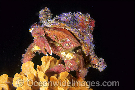 Fringed Sponge Crab (Lamarckdromia globosa), with Ascidian 