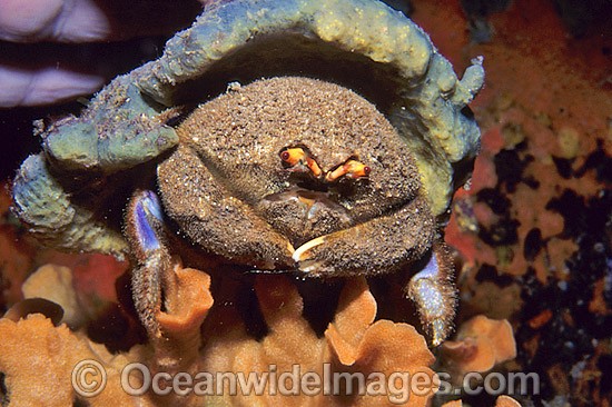 Sponge Crab Photos & Images