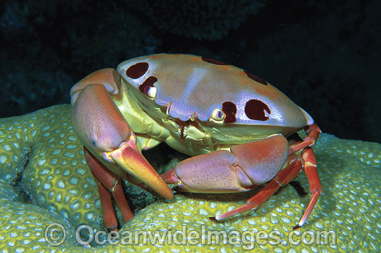 Reef Crab Carpilius maculatus Photo