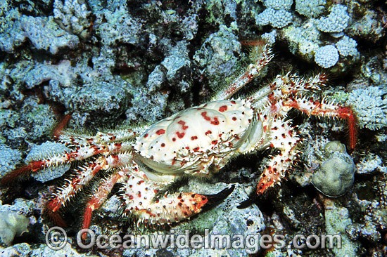 Deep Sea Reef Crab photo