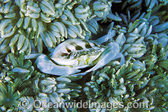 Porcelain Crab Porcellanella triloba photo Porcelain Crab Porcellanella triloba photo
