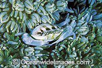 Porcelain Crab Porcellanella triloba Photo - Gary Bell