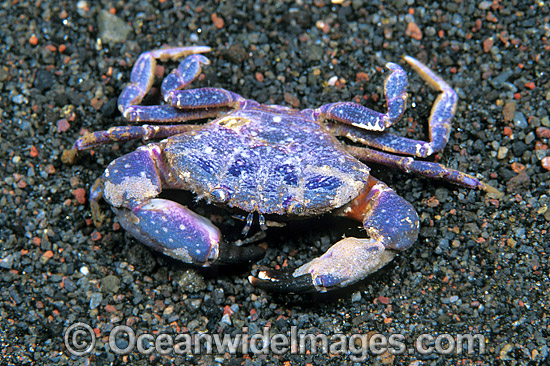 Reef Crab (Uncertain species). Bali, Indonesia Photo - Gary Bell Reef Crab (Uncertain species). Bali, Indonesia Photo - Gary Bell