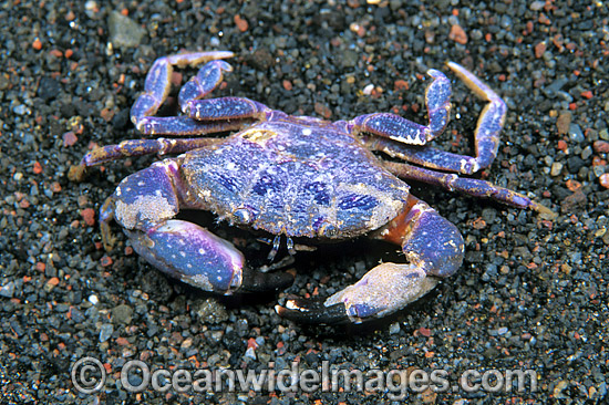 Reef Crab photo