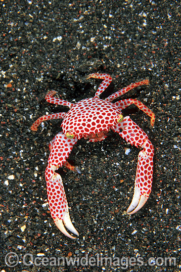 Red-spotted Trapeze Crab Trapezia rufopunctata photo Red-spotted Trapeze Crab Trapezia rufopunctata photo