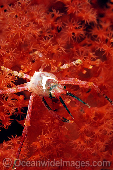 Spider Crab on Soft Coral photo Spider Crab on Soft Coral photo