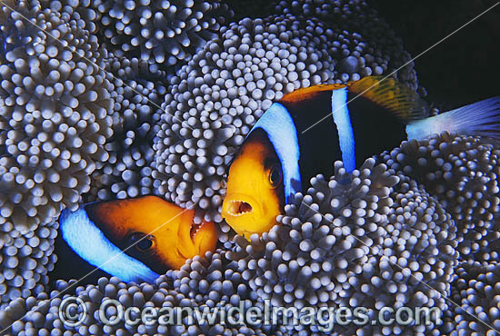 Orange-fin Anemonefish (Amphiprion chrysopterus) amongst anemone tentacles. Great Barrier Reef, Queensland, Australia Photo - Gary Bell Orange-fin Anemonefish (Amphiprion chrysopterus) amongst anemone tentacles. Great Barrier Reef, Queensland, Australia Photo - Gary Bell