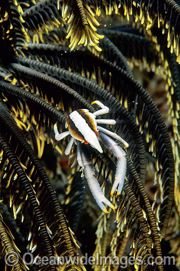 Elegant Squat Lobster (Allogalathea elegans) on Crinoid Featherstar. Also known as Crinoid Crab. Bali, Indonesia Photo - Gary Bell Elegant Squat Lobster (Allogalathea elegans) on Crinoid Featherstar. Also known as Crinoid Crab. Bali, Indonesia Photo - Gary Bell
