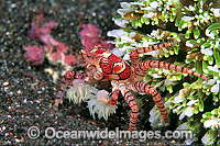 Boxer Crab Stinging Anemones in claws Photo - Gary Bell