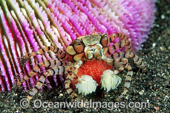 Boxer Crab (Lybia tessellata) - female with eggs. Note: stinging Sea Anemones held in claws for use in defence. Bali, Indonesia Photo - Gary Bell