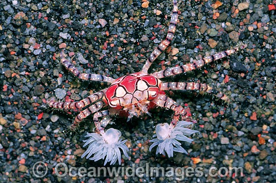 Boxer Crab (Lybia tessellata). Note: stinging Sea Anemones held in claws for use in defence. Bali, Indonesia Photo - Gary Bell