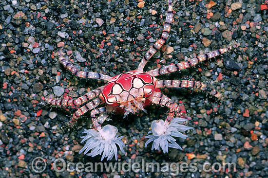 Boxer Crab Sea Anemones in claws photo