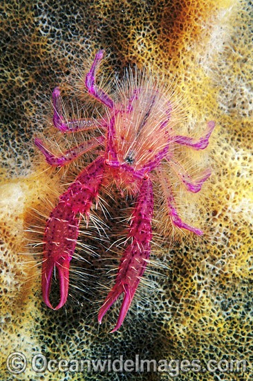 Fairy Crab (Lauriea siagiani), on giant Barrel Sponge. Also known as Hairy Squat Lobster. Bali, Indonesia Photo - Gary Bell