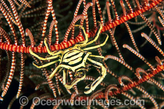 Elbow Crab (Harrovia elegans) on Crinoid Featherstar. Bali, Indonesia Photo - Gary Bell Elbow Crab (Harrovia elegans) on Crinoid Featherstar. Bali, Indonesia Photo - Gary Bell