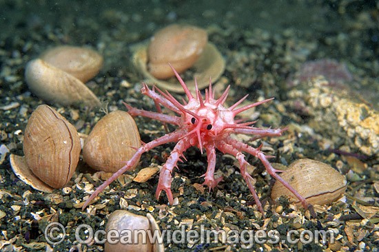 Spiny Stone Crab Deep photo