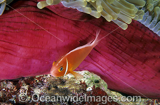 Pink Anemonefish Amphiprion perideraion eggs photo
