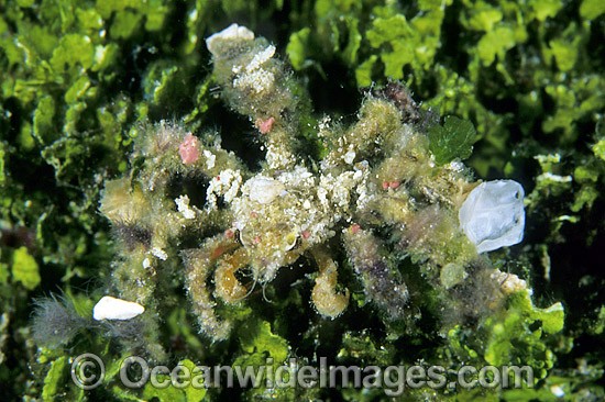 Decorator Crab decorated in Sponge Tunicate photo