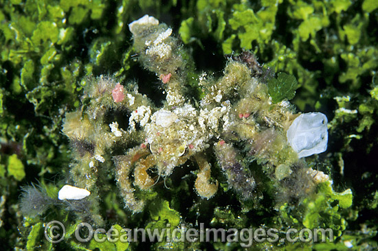 Decorator Crab (Camposcia retusa) - decorated in encrusting Sponge and Tunicate. Great Barrier Reef, Queensland, Australia Photo - Gary Bell Decorator Crab (Camposcia retusa) - decorated in encrusting Sponge and Tunicate. Great Barrier Reef, Queensland, Australia Photo - Gary Bell