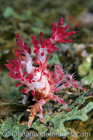 Candy Crab decorated in Soft Coral photo