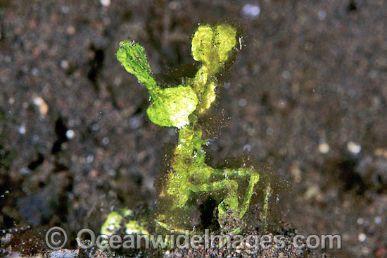 Green Arrowhead Crab (Possibly: Huenia heraldica) - decorated in Coralline alga (Halimeda opuntia). Bali, Indonesia Photo - Gary Bell Green Arrowhead Crab (Possibly: Huenia heraldica) - decorated in Coralline alga (Halimeda opuntia). Bali, Indonesia Photo - Gary Bell
