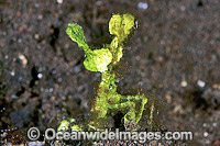 Green Arrowhead Crab Huenia heraldica Photo - Gary Bell