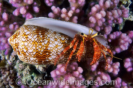 Hermit Crab (Dardanus lagopodes) - living in a Textile Cone shell. Bali, Indonesia Photo - Gary Bell