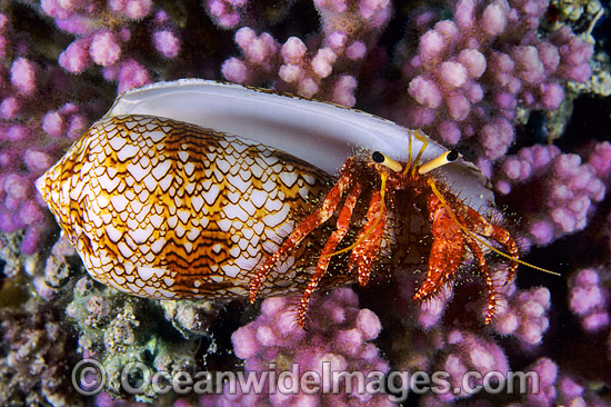 Hermit Crab (Dardanus lagopodes) - living in a Textile Cone shell. Bali, Indonesia Photo - Gary Bell Hermit Crab (Dardanus lagopodes) - living in a Textile Cone shell. Bali, Indonesia Photo - Gary Bell