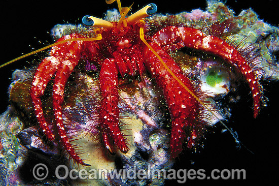Hermit Crab Dardanus lagopodes photo Hermit Crab Dardanus lagopodes photo