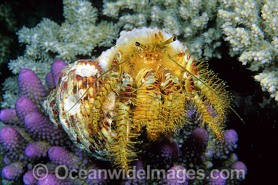 Hermit Crab (Aniculus maximum) - living in a shell. Bali Indonesia Photo - Gary Bell Hermit Crab (Aniculus maximum) - living in a shell. Bali Indonesia Photo - Gary Bell