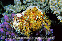 Hermit Crab Aniculus maximum Photo - Gary Bell