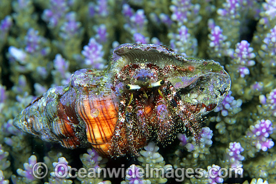 Hermit Crab in cone shell photo Hermit Crab in cone shell photo