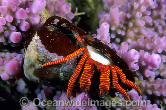 Hermit Crab (Trizopagurus strigatus) - living in cone shell. Bali, Indonesia Photo - Gary Bell Hermit Crab (Trizopagurus strigatus) - living in cone shell. Bali, Indonesia Photo - Gary Bell