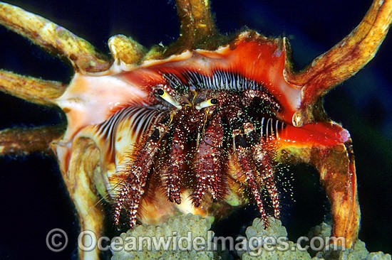 Hermit Crab in Spider shell photo