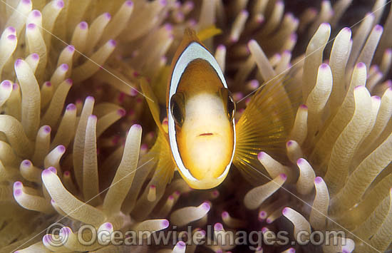 Great Barrier Reef Anemonefish photo Great Barrier Reef Anemonefish photo