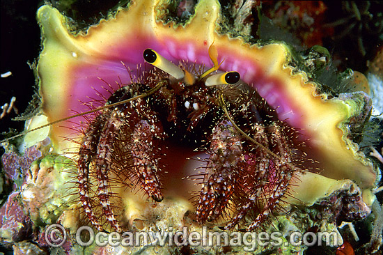 Hermit Crab Dardanus lagopodes photo Hermit Crab Dardanus lagopodes photo