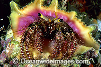 Hermit Crab Dardanus lagopodes Photo - Gary Bell