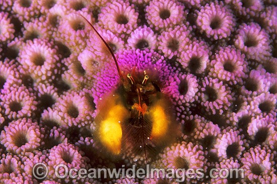 Coral Hermit Crab in Coral photo